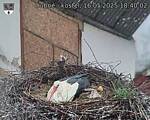 Capi_Dubne_20250516_184002.jpg
