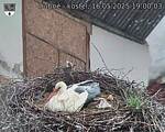 Capi_Dubne_20250516_190003.jpg