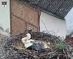 Capi_Dubne_20250516_190503.jpg