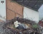 Capi_Dubne_20250516_191002.jpg