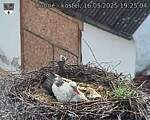Capi_Dubne_20250516_192504.jpg