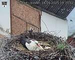 Capi_Dubne_20250516_193502.jpg