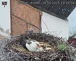 Capi_Dubne_20250516_194504.jpg