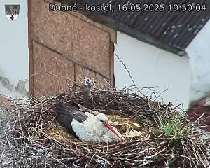 Capi_Dubne_20250516_195004.jpg (1350 x 1080)