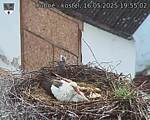 Capi_Dubne_20250516_195502.jpg