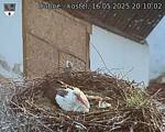 Capi_Dubne_20250516_201002.jpg