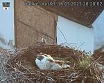 Capi_Dubne_20250516_202002.jpg