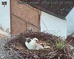 Capi_Dubne_20250516_202503.jpg