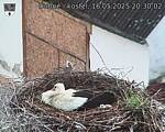 Capi_Dubne_20250516_203002.jpg