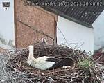 Capi_Dubne_20250516_204002.jpg