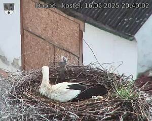 Capi_Dubne_20250516_204002.jpg (1350 x 1080)