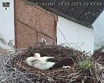 Capi_Dubne_20250516_204504.jpg