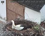 Capi_Dubne_20250516_205002.jpg