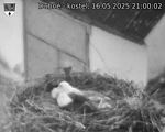 Capi_Dubne_20250516_210002.jpg
