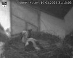Capi_Dubne_20250516_211503.jpg