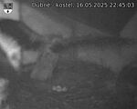 Capi_Dubne_20250516_224503.jpg