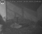 Capi_Dubne_20250516_234503.jpg
