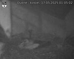 Capi_Dubne_20250517_010502.jpg