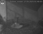 Capi_Dubne_20250517_014003.jpg