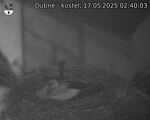 Capi_Dubne_20250517_024003.jpg