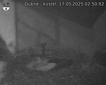 Capi_Dubne_20250517_025002.jpg