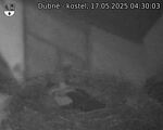 Capi_Dubne_20250517_043003.jpg