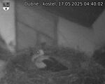 Capi_Dubne_20250517_044002.jpg