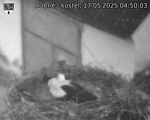Capi_Dubne_20250517_045003.jpg