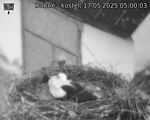 Capi_Dubne_20250517_050003.jpg