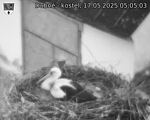 Capi_Dubne_20250517_050503.jpg