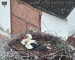 Capi_Dubne_20250517_051502.jpg