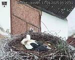Capi_Dubne_20250517_052002.jpg