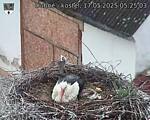 Capi_Dubne_20250517_052503.jpg