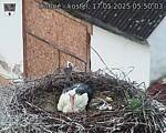 Capi_Dubne_20250517_055003.jpg