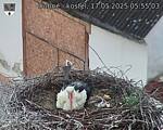 Capi_Dubne_20250517_055503.jpg