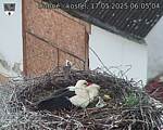 Capi_Dubne_20250517_060504.jpg