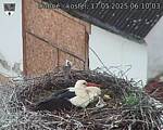 Capi_Dubne_20250517_061003.jpg