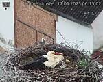 Capi_Dubne_20250517_061502.jpg