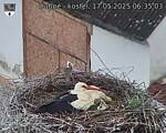 Capi_Dubne_20250517_063503.jpg