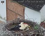 Capi_Dubne_20250517_064002.jpg