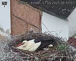 Capi_Dubne_20250517_064503.jpg