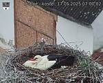 Capi_Dubne_20250517_070002.jpg