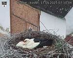 Capi_Dubne_20250517_071004.jpg