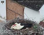 Capi_Dubne_20250517_071502.jpg