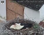 Capi_Dubne_20250517_073004.jpg
