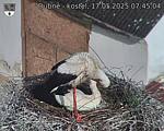 Capi_Dubne_20250517_074504.jpg