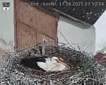 Capi_Dubne_20250517_075004.jpg