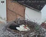 Capi_Dubne_20250517_075502.jpg