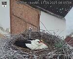Capi_Dubne_20250517_080504.jpg