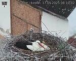 Capi_Dubne_20250517_081002.jpg